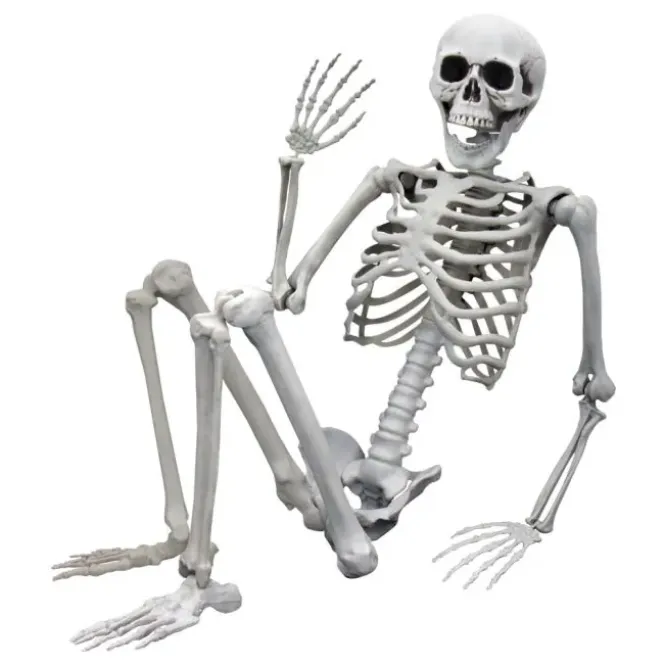 Life Size Skeleton - 170 cm - Human Size - Halloween Skelet