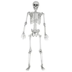 Life Size Skeleton - 170 cm - Human Size - Halloween Skelet