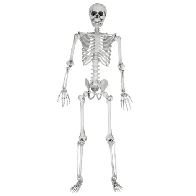 Life Size Skeleton - 170 cm - Human Size - Halloween Skelet